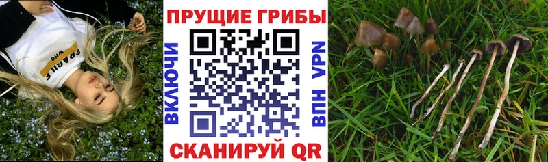 Псилоцибиновые грибы Cubensis  Чулым 